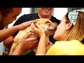 ABANDONED DOG CRY TEARS OF JOY WHEN SHE MEETS HER NEW FAMILY !  TINA!