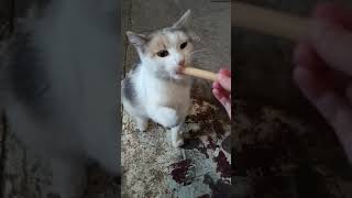 Кошки едят сосиски для котов 😺
