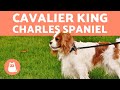 CAVALIER KING CHARLES SPANIEL - Tudo sobre a raça! の動画、YouTube動画。