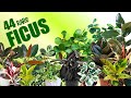 44 FICUS SPECIES PLUS SHOUT OUT TO MY AWESOME COMMENTATORS | HERB STORIES