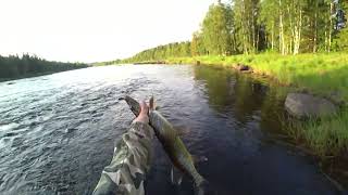 Вечер на рыбалке / Спиннинг на быстрой реке / Рыбалка в Карелии
