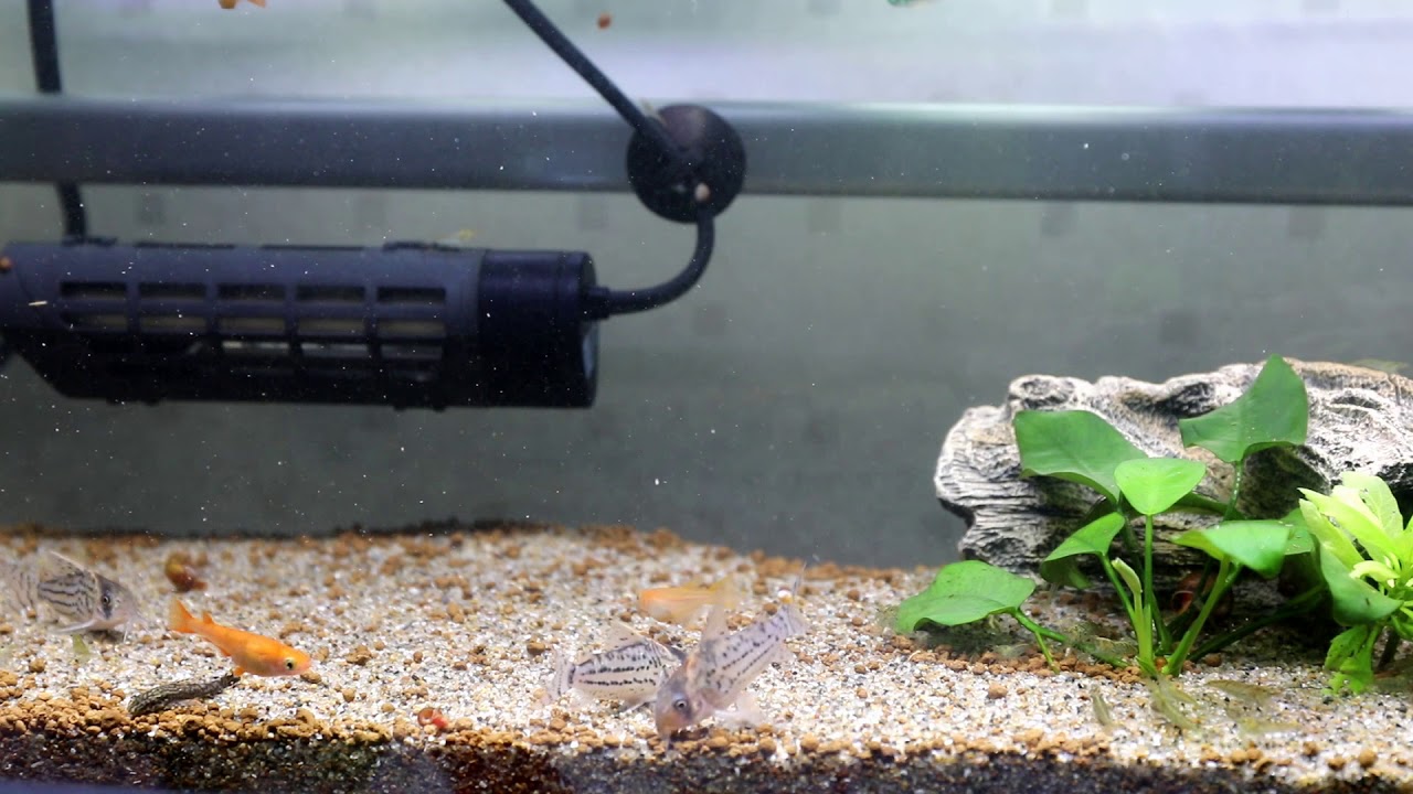 Corydoras Schwartzi コリドラス シュワルツィ Hd Youtube