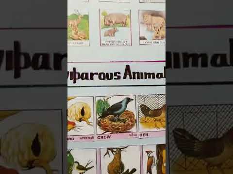 Video: Olveidīgos dzīvniekos, piemēram, putnos un rāpuļos?