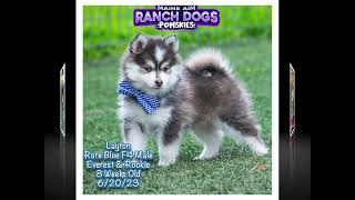 How about a pomsky for your next dog?