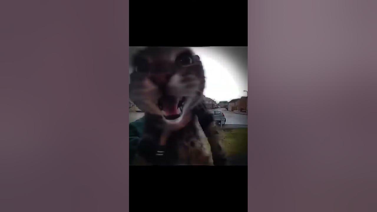 Мем с котом у домофона Кот говорящий а мем