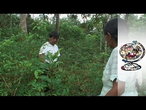 Inside Bolivia's Legal Cocaine Factories