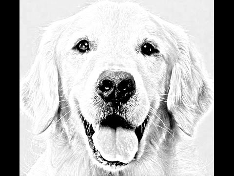 Featured image of post Realistic Golden Retriever Cute Dog Drawings