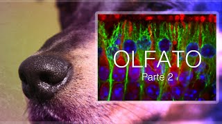 Anatomía del olfato en perros y humanos  parte 2  Percepción sensorial