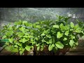 Plant mint with plastic bottles  vn gardener