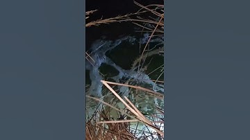 New video Coming #snakevideo #python #snakerescue