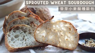 Sprouted Wheat Sourdough | 發芽小麥酸種歐包