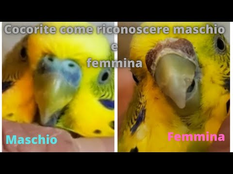 Come riconoscere il sesso del pappagallo, se maschio o femmina