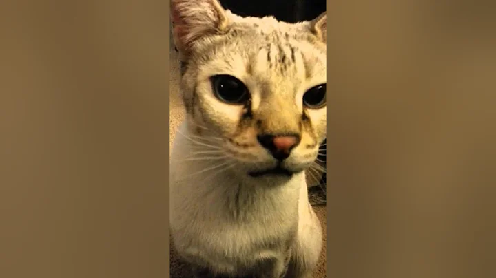 Watch the video about Sorte - F2 Snow Savannah - "I wanna play!"