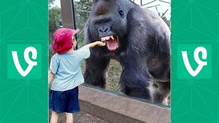 Try Not To Laugh   Funny Animals Trolling Human   Funny Fails Video 2020