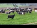Manejo de las vacas de Monteviejo para saneamiento.