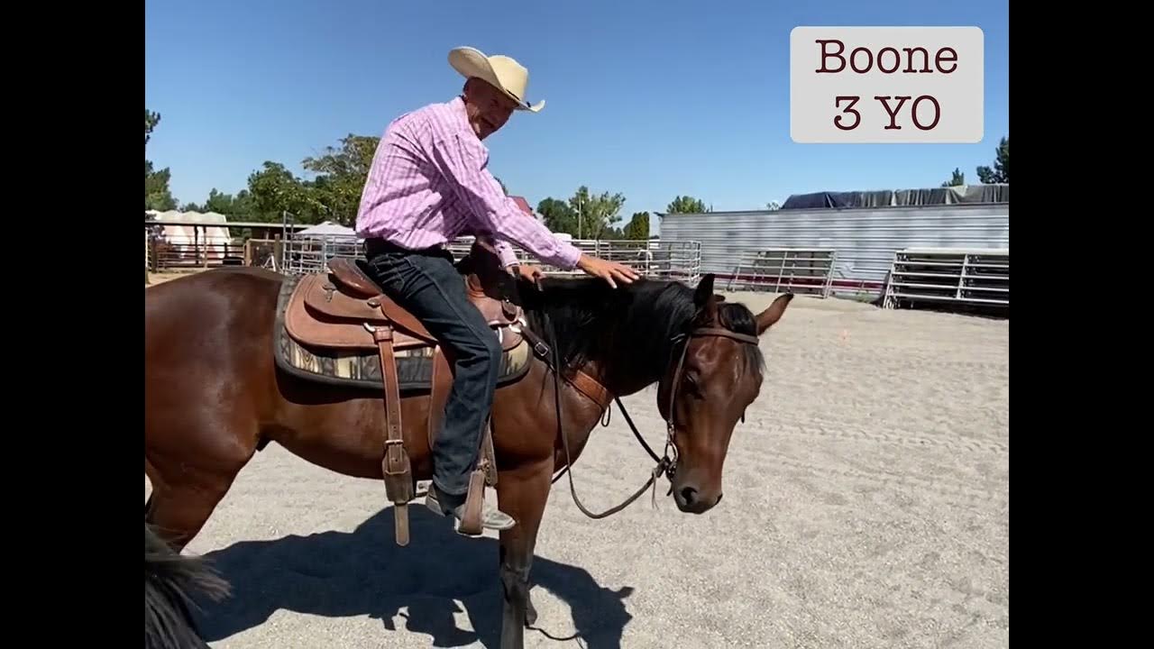 how-to-create-a-push-button-horse-parker-performance-horses-llc-youtube