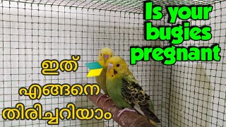 How to know your budgies are pregnant | Signs of pregnant budgies #budgiesbreeding #pregnantbudgies