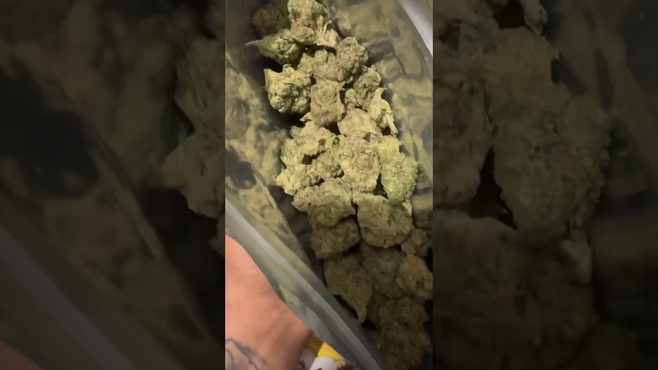 Tsb small buds ( Pineapple Express )