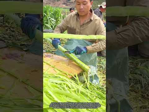 Worker Cutting and Preparing Long-Stemmed Green Plants into Smaller Pieces in a Field