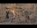 WE SafariLive-  Hyena Corky, her cute little cub and Ribbon!