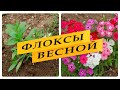 Флоксы весной, что нужно сделать