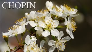 CHOPIN - Wiosna Spring Polish Songs