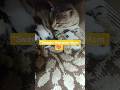 Our Cat Sweetu Gave Birth to 4 Babies 🐾💖 | Emotional Moment
