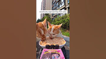 Feeding Stray Cats With A Hidden Camera Cats Cuteanimals Straycats Feeding Hiddencamera Funny 
