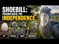 “Shoebill: From Egg to Independence”
