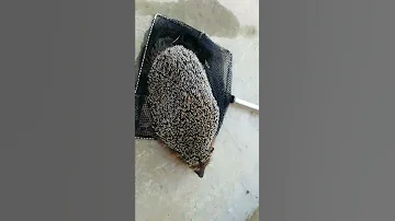 Можно ли погладить ежа?