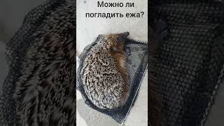 Можно ли погладить ежа?