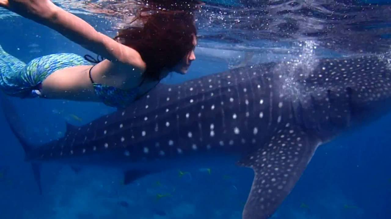 Mermaid and a Whale Shark - YouTube