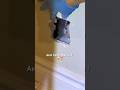 CUTTING OPEN MY WALL?! 😰 #rescue #cute #animals #cat #fyp #animalrescue #kindness #fypシ #shorts