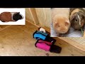 My Pet Guinea Pigs An I Touring Portable Shed Cabins part 3 My Pet Guinea Pigs An I Touring Portable Shed Cabins part 3