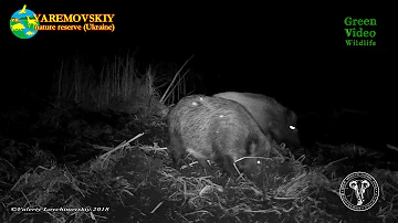 Дикие кабаны роют землю у пересохшего лесного озера. Wild boars in winter dig the ground at the lake