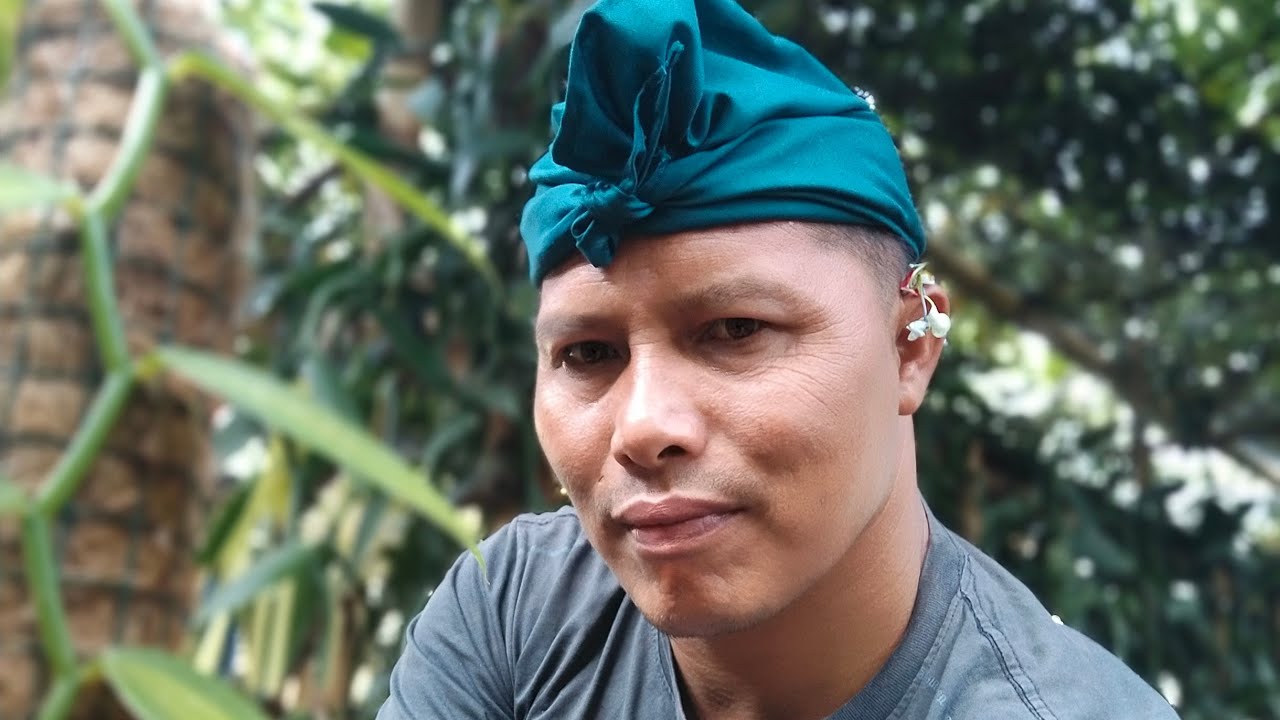 #cara mengobati busuk batang pada pohon vanili yg sederhana 75%