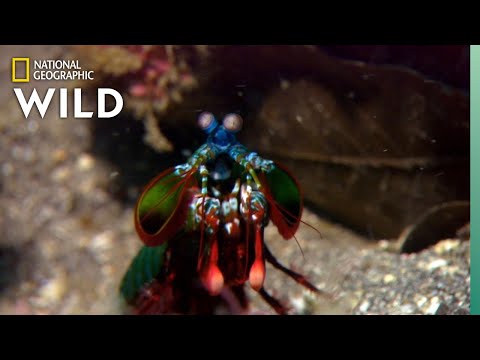Mantis Shrimp Packs a Punch | Predator in Paradise