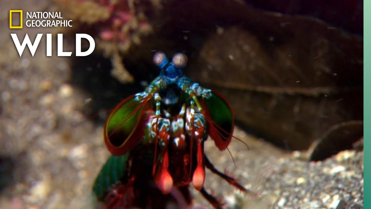 ⁣Mantis Shrimp Packs a Punch | Predator in Paradise