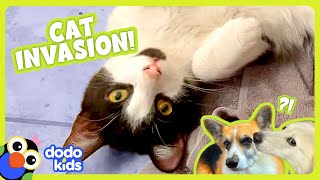 These Cats Are Causing Chaos! | Dodo Kids