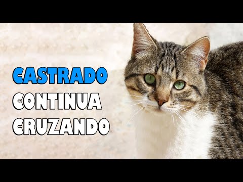 Vídeo: Os gatos machos não castrados sempre pulverizam?