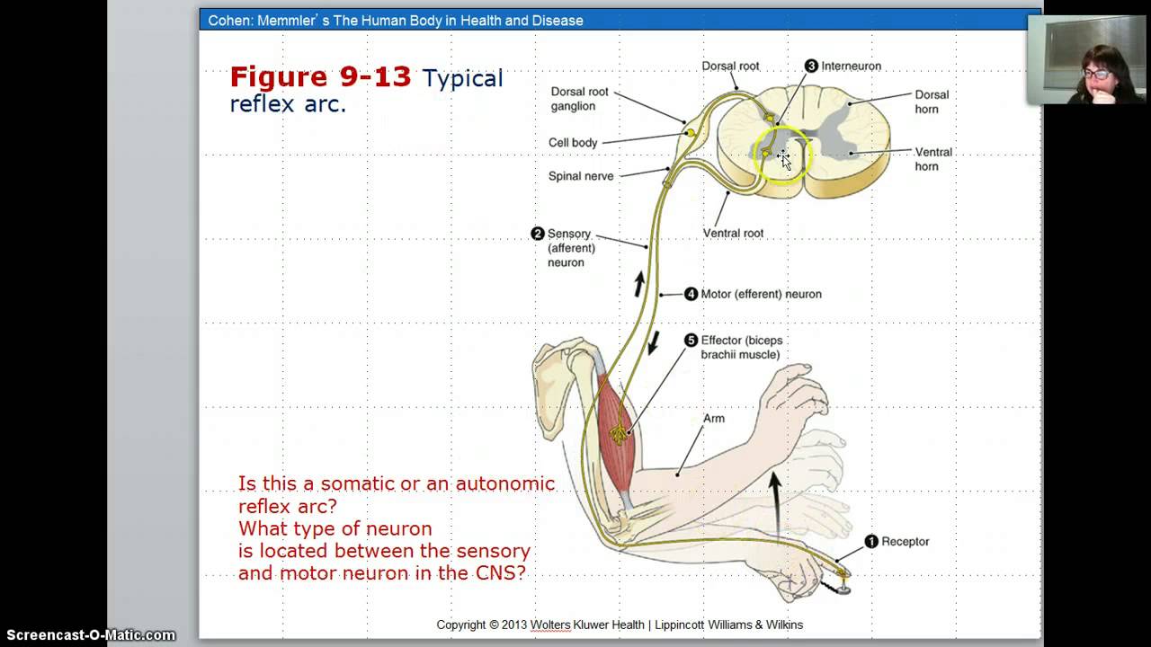 Chp 9 Nervous system- spinal cord - YouTube