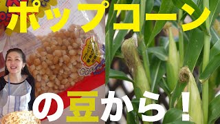 ⚫️再生栽培（６）ポップコーン豆からコーンを収穫