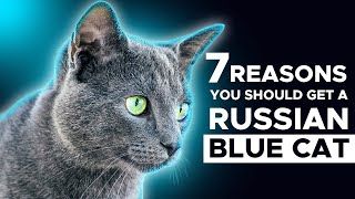 7 Reasons You Should Get A Russian Blue Cat 🐱 by Russian Blue Cat Facts 11,205 views 6 months ago 7 minutes, 7 seconds