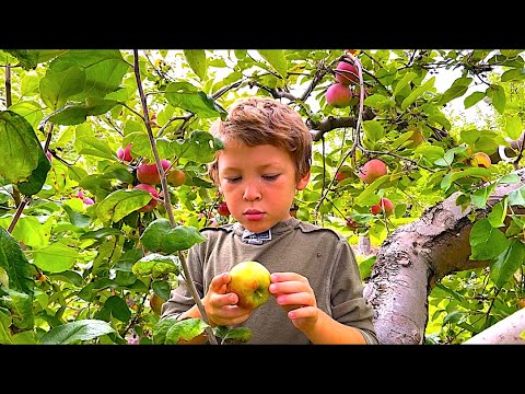 Video: Jonagold Công dụng: Tìm hiểu về cách trồng cây táo Jonagold