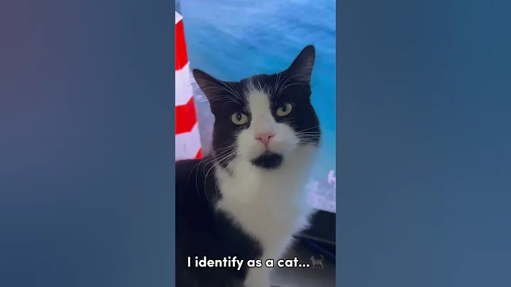 #shorts #cat #cats #animals #love #baby #happy #funny #cute