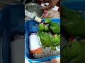Hand feeding indian ringneck  the 4ps babies