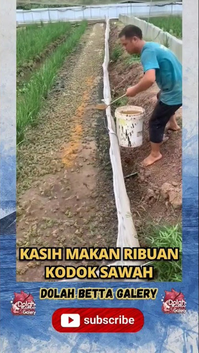 Feed Thousands of Field Frogs #shorts #viral #frogs