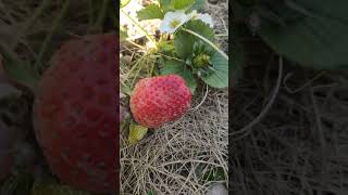 Strawberry First Harvest -  Home Garden #fruits #strawberry #homegarden