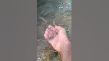 صيد أسماك المياه العذبة الصغيرة 