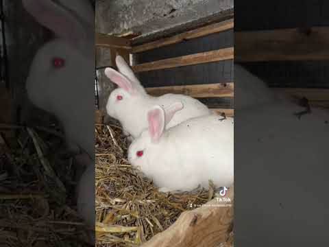 Iepurași #shorts #rabbit